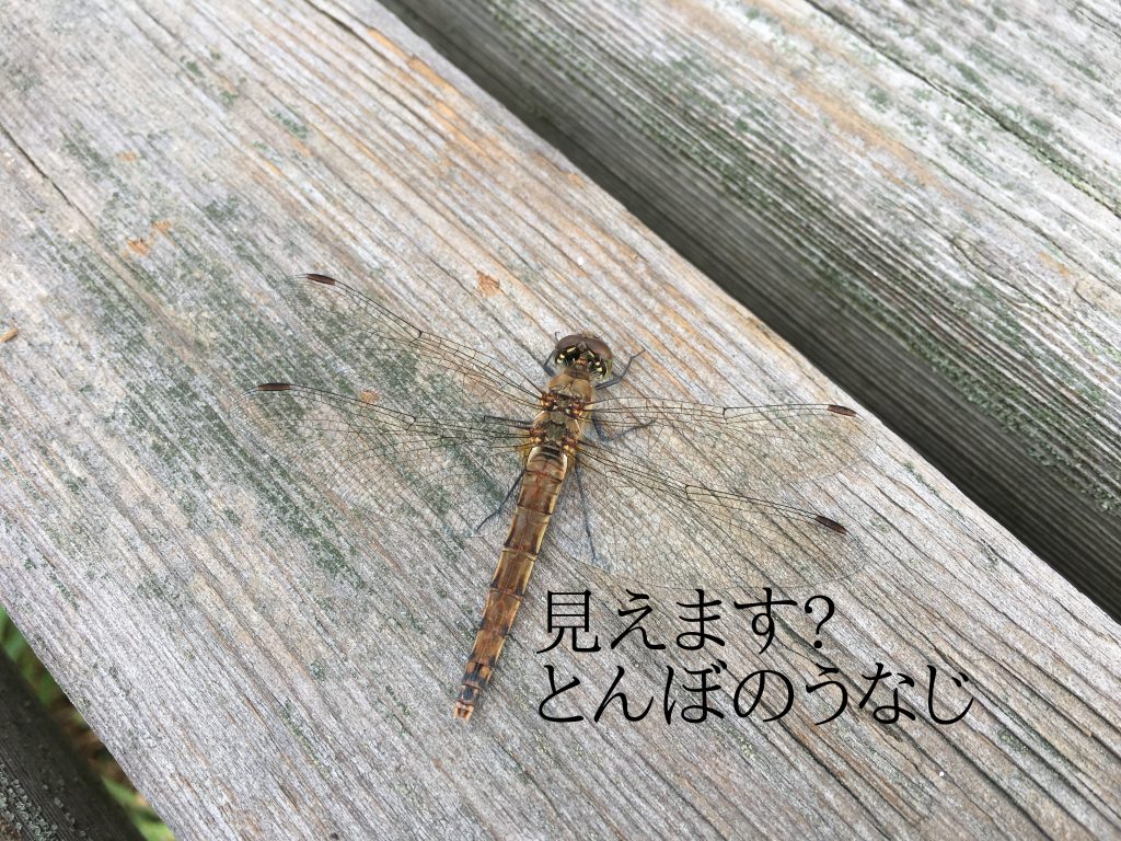 %e3%81%a8%e3%82%93%e3%81%bc